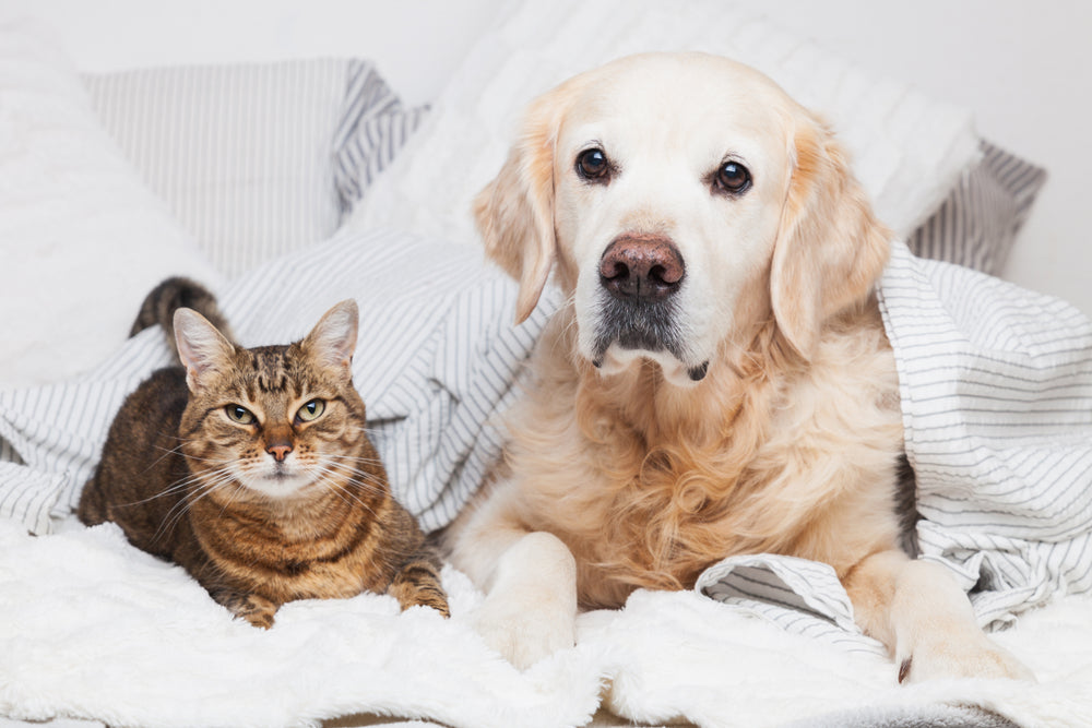 Dog &amp; Cat Urine Odor Removal — Complete Playbook (Turf • Concrete • Carpet)