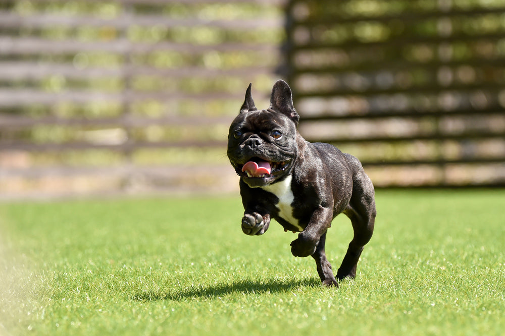 Turf Smells Like Urine? How to Remove Odor from Artificial Grass (Fast, Proven Method)