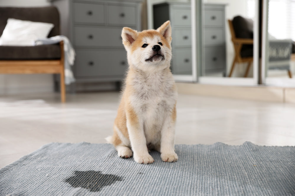 Remove Pet Urine Smell from Carpet & Rugs (Reach the Padding, Fast)